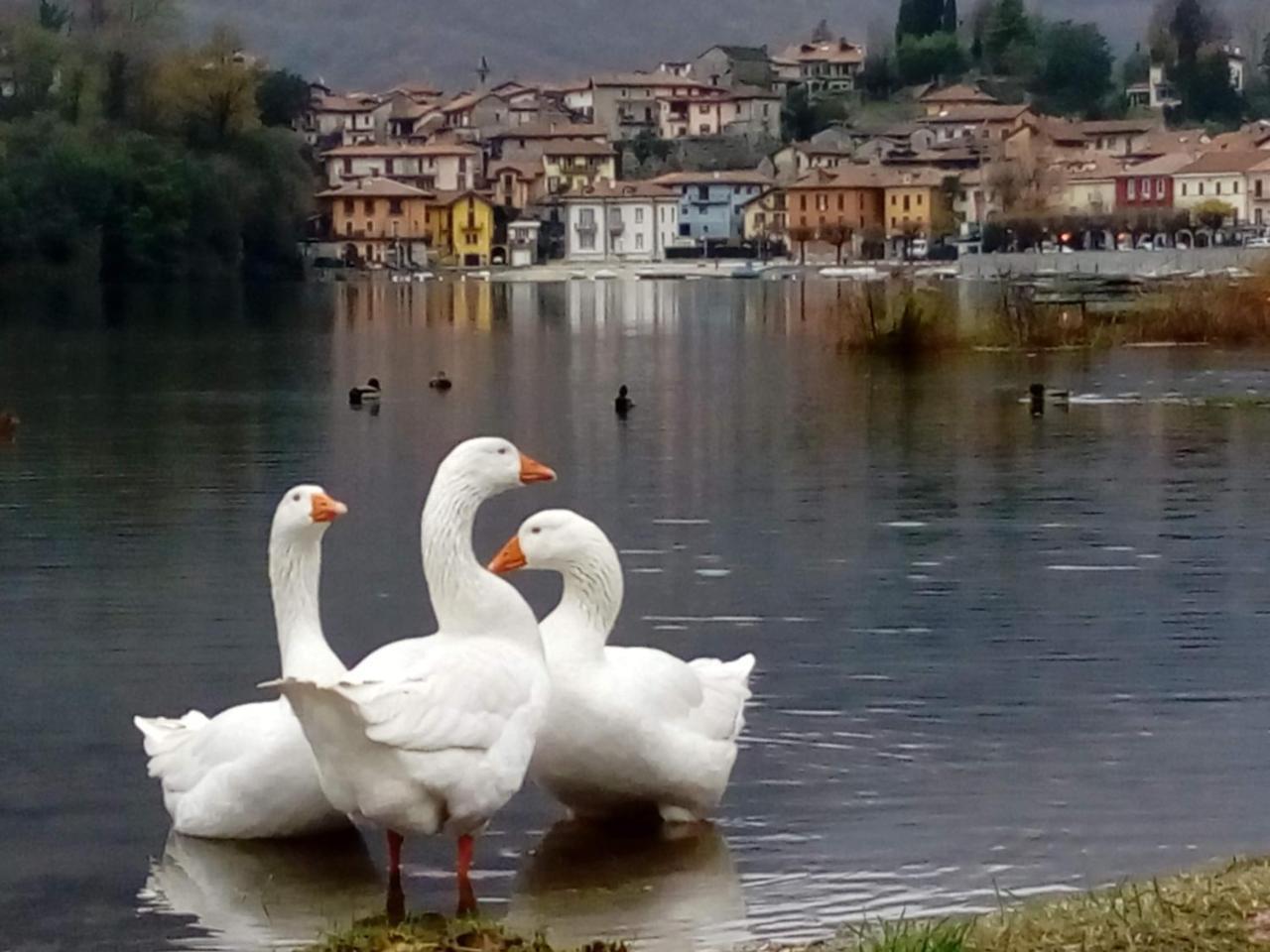B&B Il Picchio Mergozzo Eksteriør billede